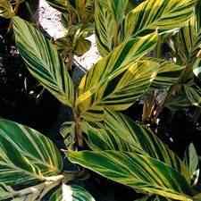 Buy Variegated Alpinia Ginger From Ty Ty Nursery