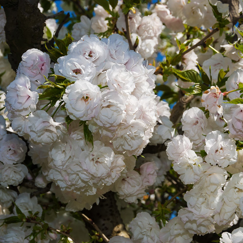 Buy Mt Fuji Shirotae Flowering Cherry Tree From Ty Ty Nursery