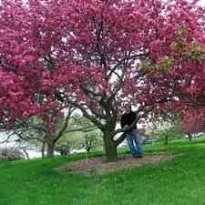 Buy Pink Brandywine Flowering Crabapple Tree From Ty Ty Nursery