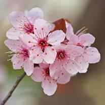 What is a flowering plum tree?