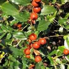 Seedling Jujube Trees For Sale At Ty Ty Nursery