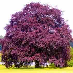 Buy Beech Tree From Ty Ty Nursery