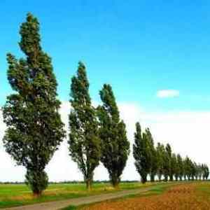 Image result for poplar trees