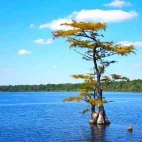 Pond Cypress Trees For Sale Near Me