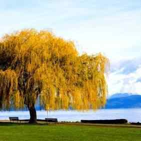 Buy Corkscrew Willow Tree From Ty Ty Nursery