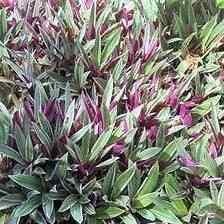 Tricolor Oyster Perennial Plant Perennial Plants Free Perennial Plant Video Low Perennial Plant Price