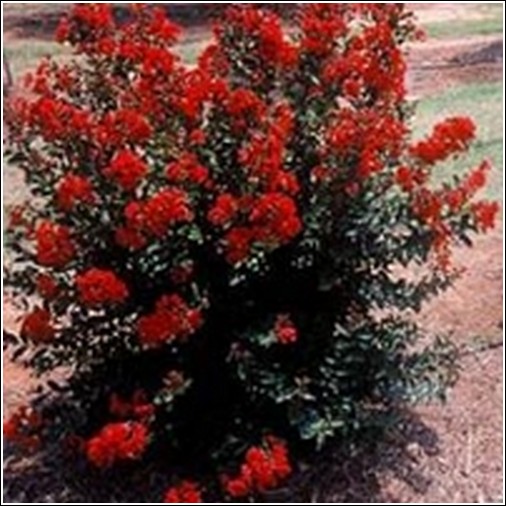 Red Rooster Crape Myrtle Tree | Buy Crape Myrtle Trees | New Variety